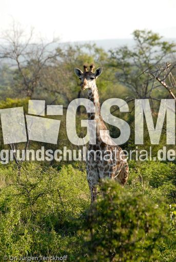 Giraffe (63 von 94).jpg